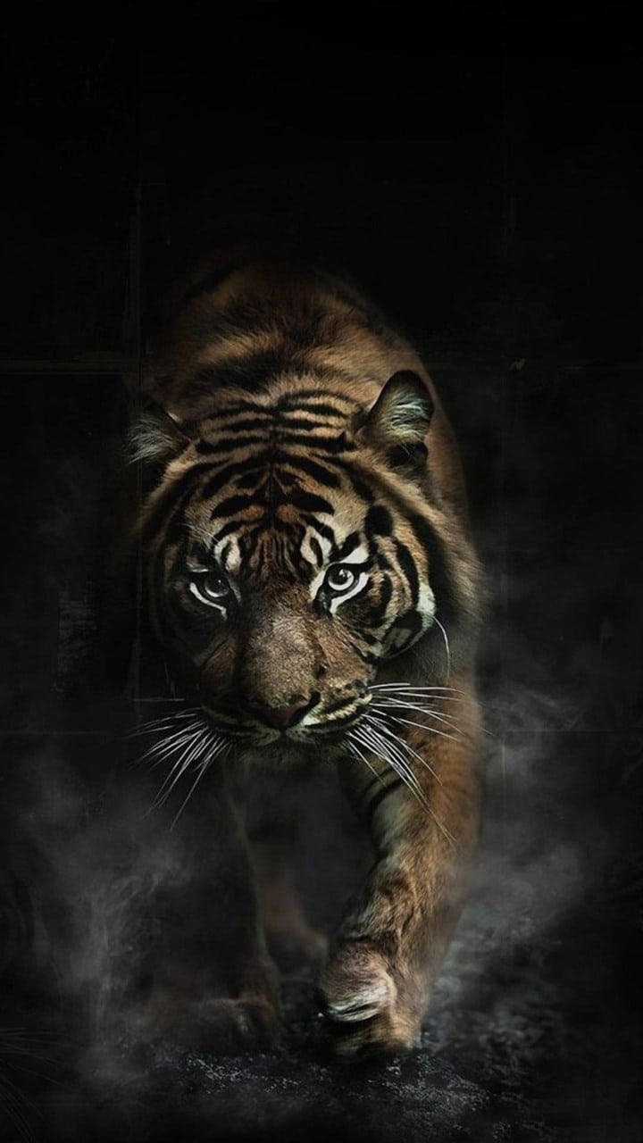 Foggy Angry Tiger Background