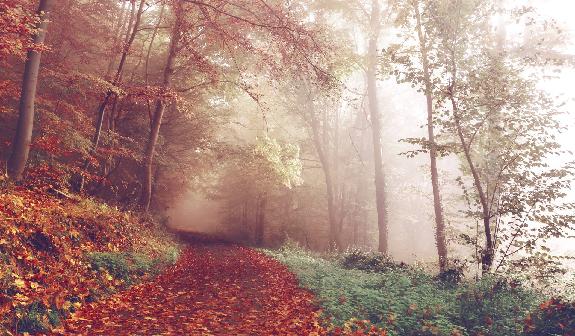 Foggy Autumn Forest Background