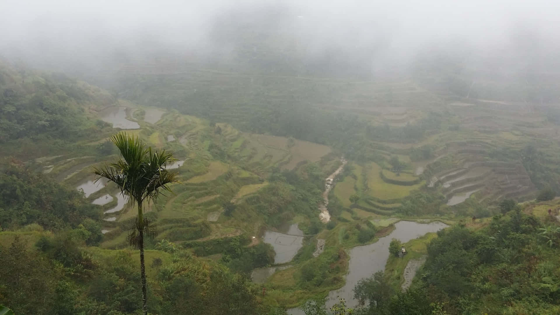 Foggy Banaue Rice Terraces In The Philippines