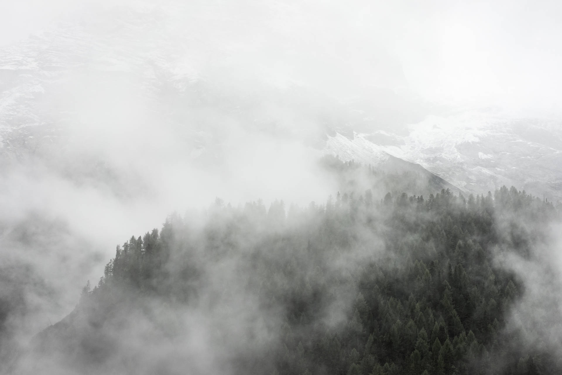 Foggy Dark Forest Iphone Background