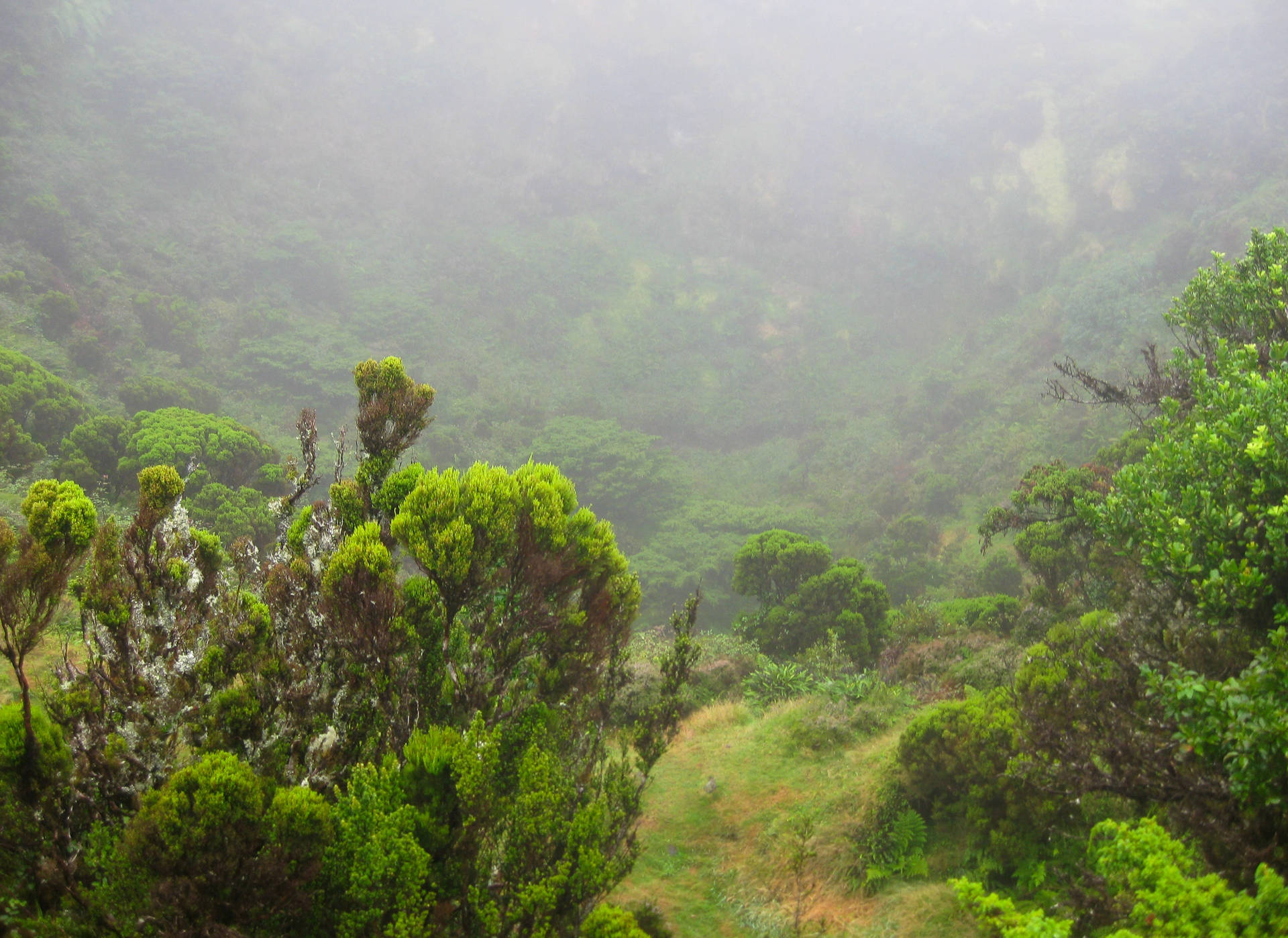 Foggy Endemic Forest Background