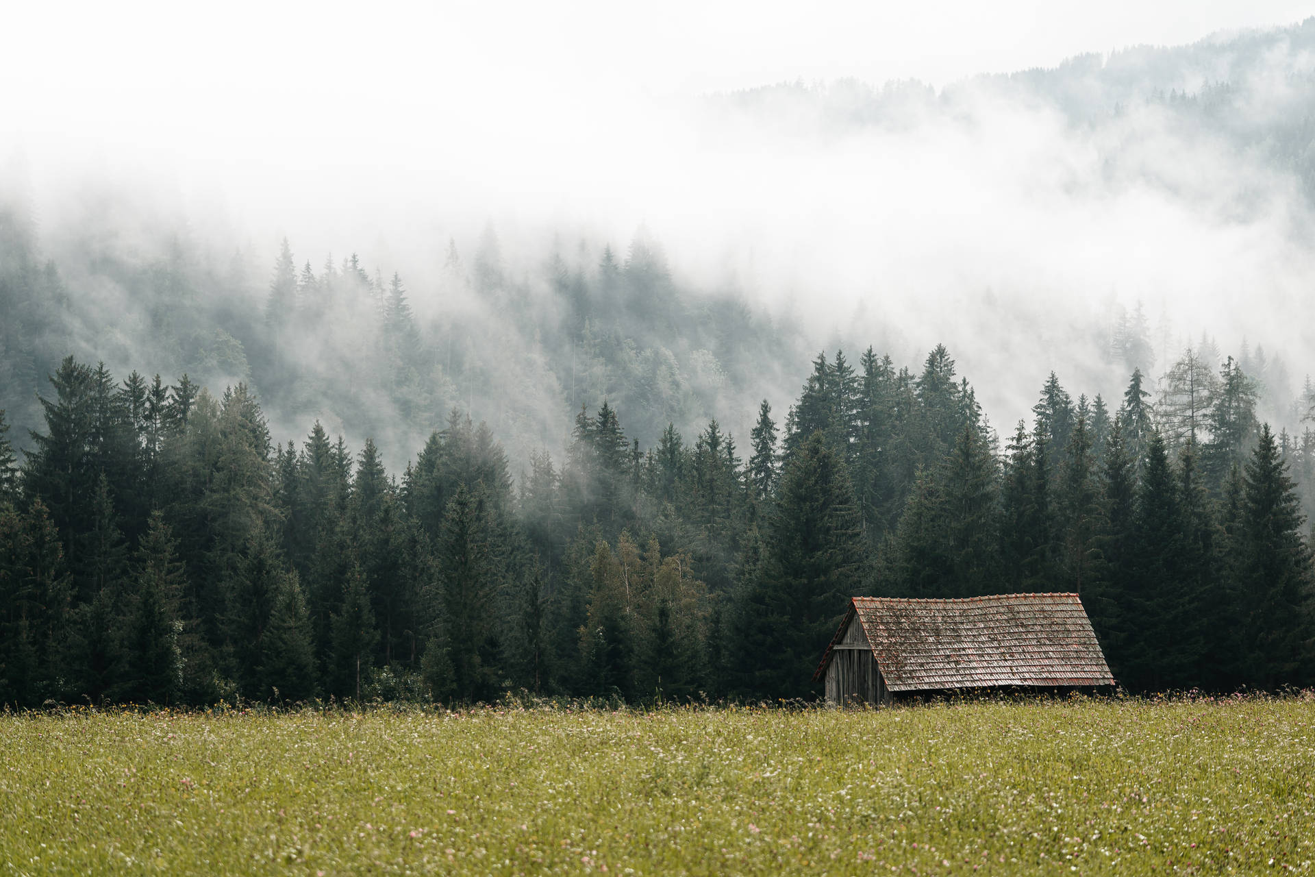 Foggy Forest And Barn