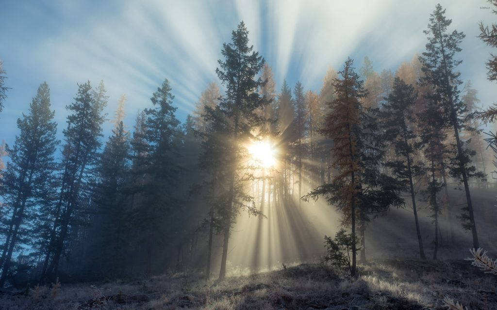 Foggy Forest And Sun Rays Background