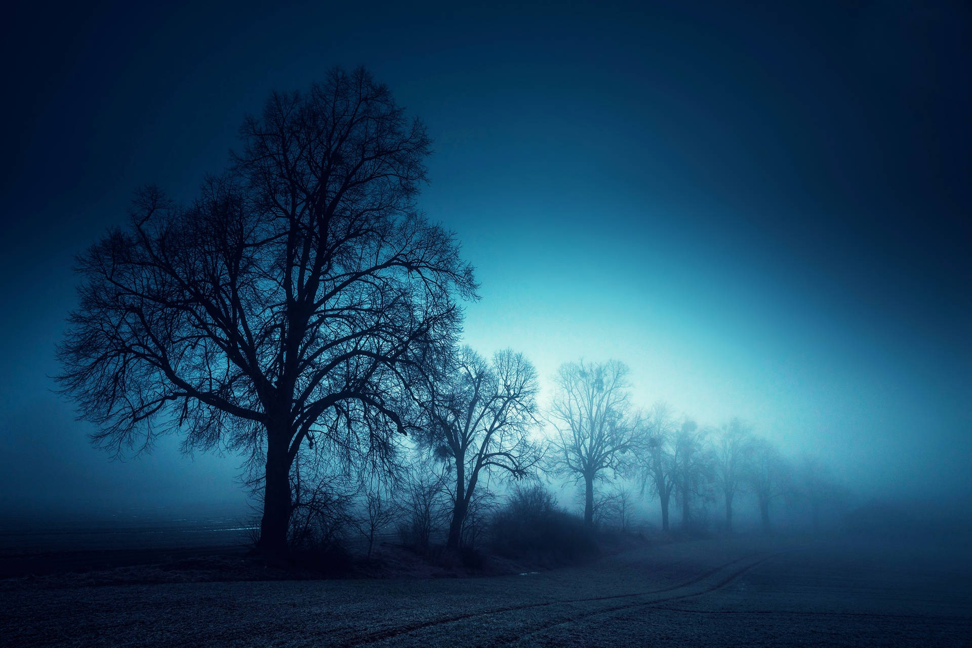 Foggy Forest At Night Background