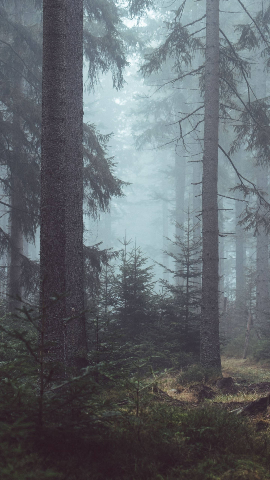 Foggy Forest Cool Android