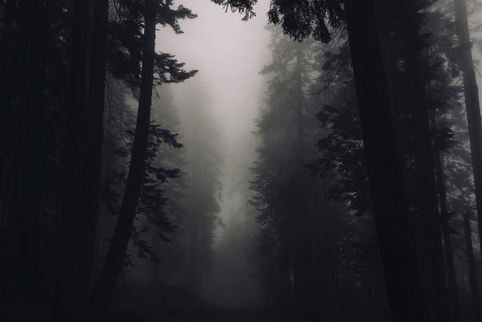 Foggy Forest Dark Silhouettes Background
