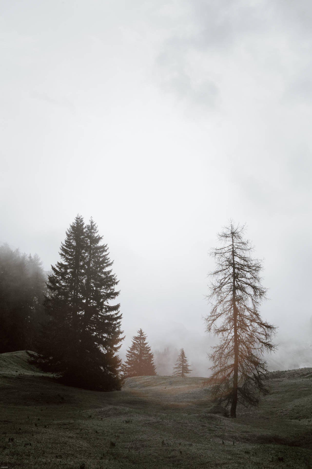 Foggy Forest Dim Background