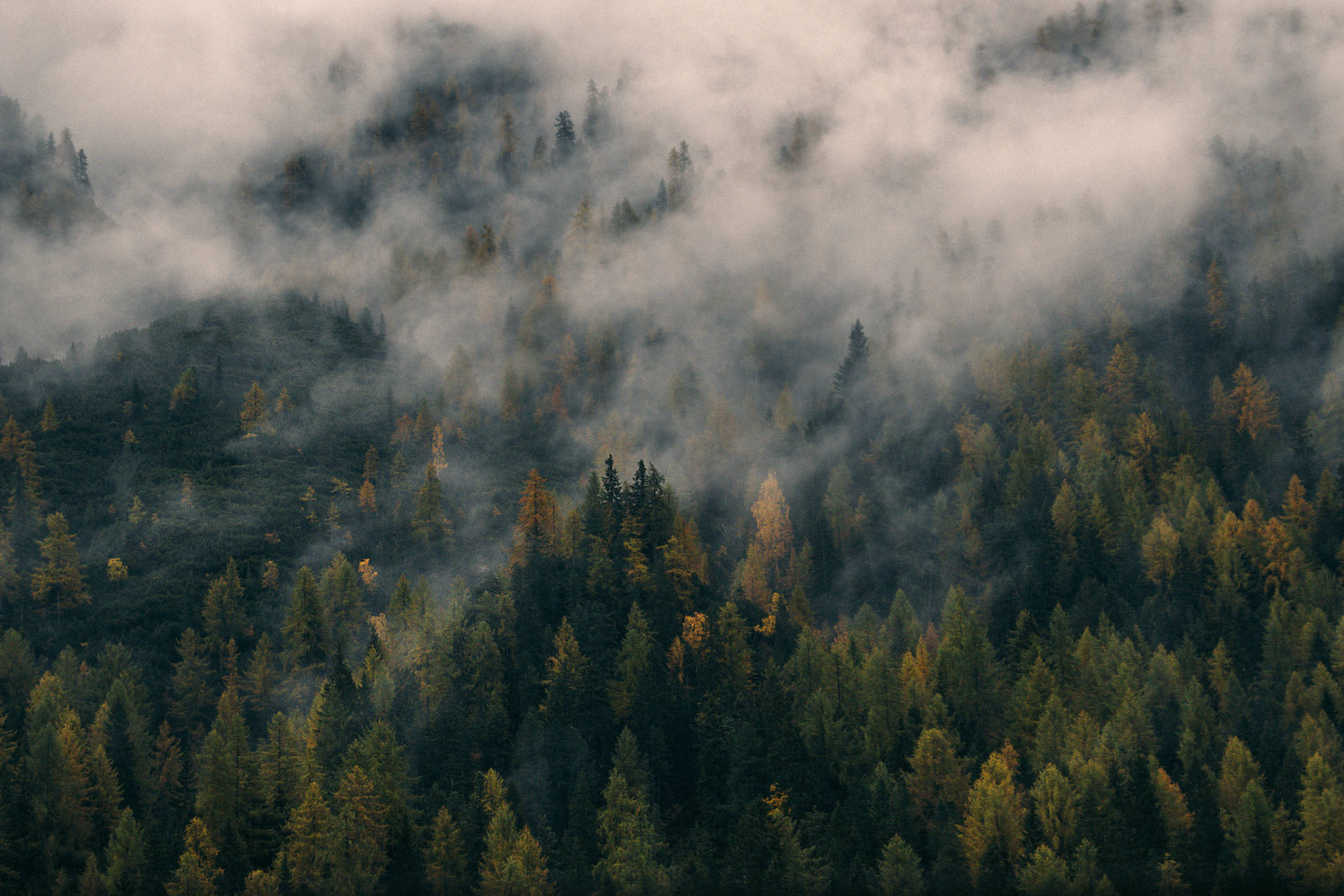 Foggy Forest Hill Fall Desktop