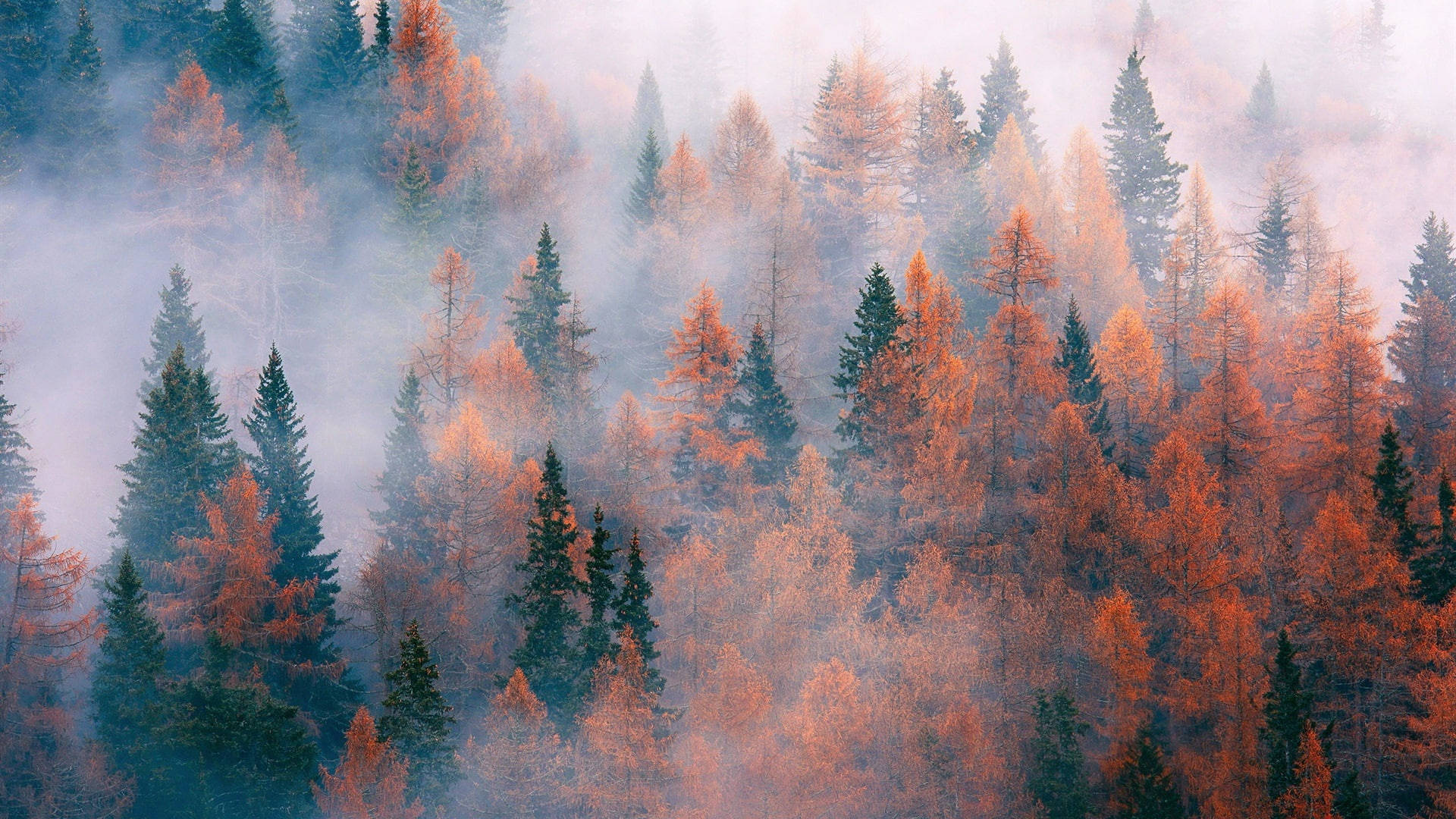 Foggy Forest In Autumn Macbook Background