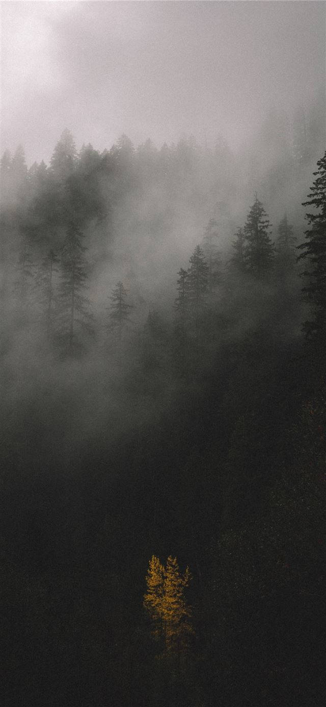 Foggy Forest Iphone Ios 10 Background