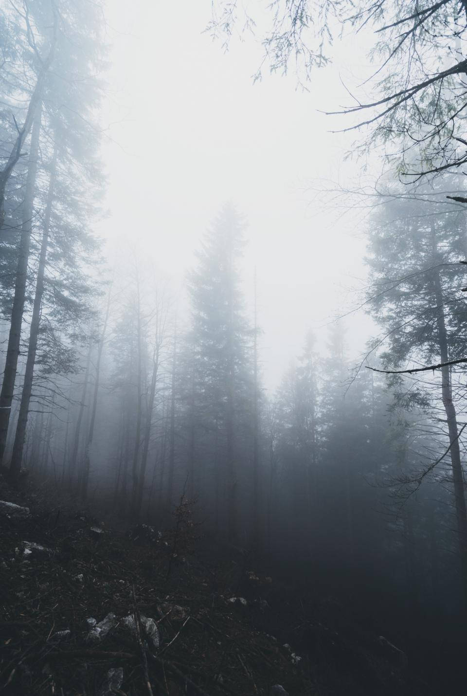 Foggy Forest Near Zero Visibility Background