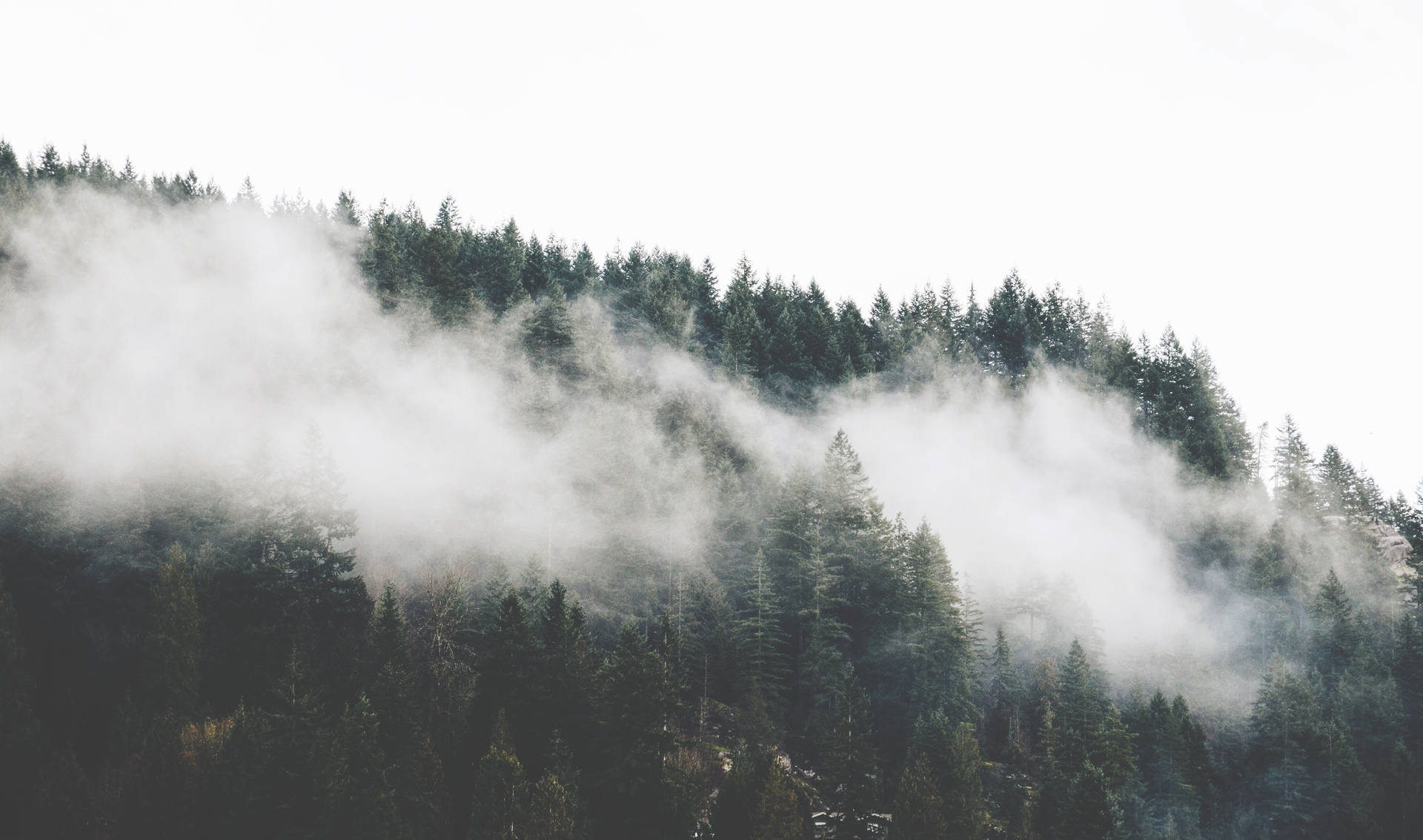Foggy Forest Of Pine Trees Aesthetic Background