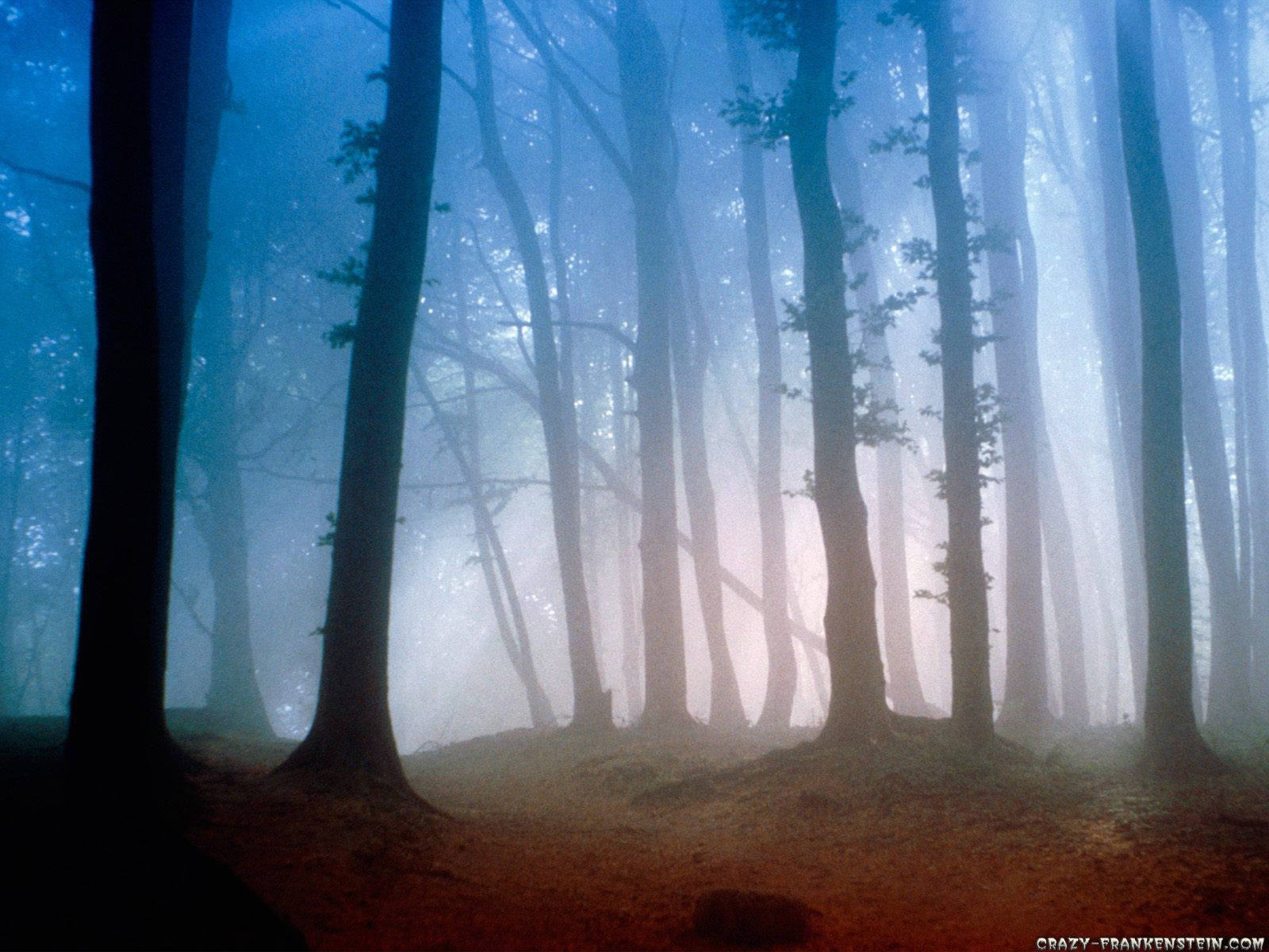 Foggy Forest Path