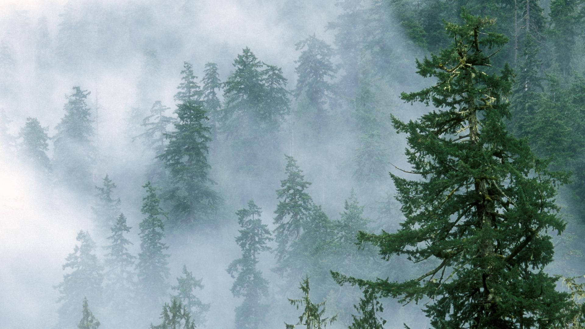 Foggy Forest Tree Tops Background