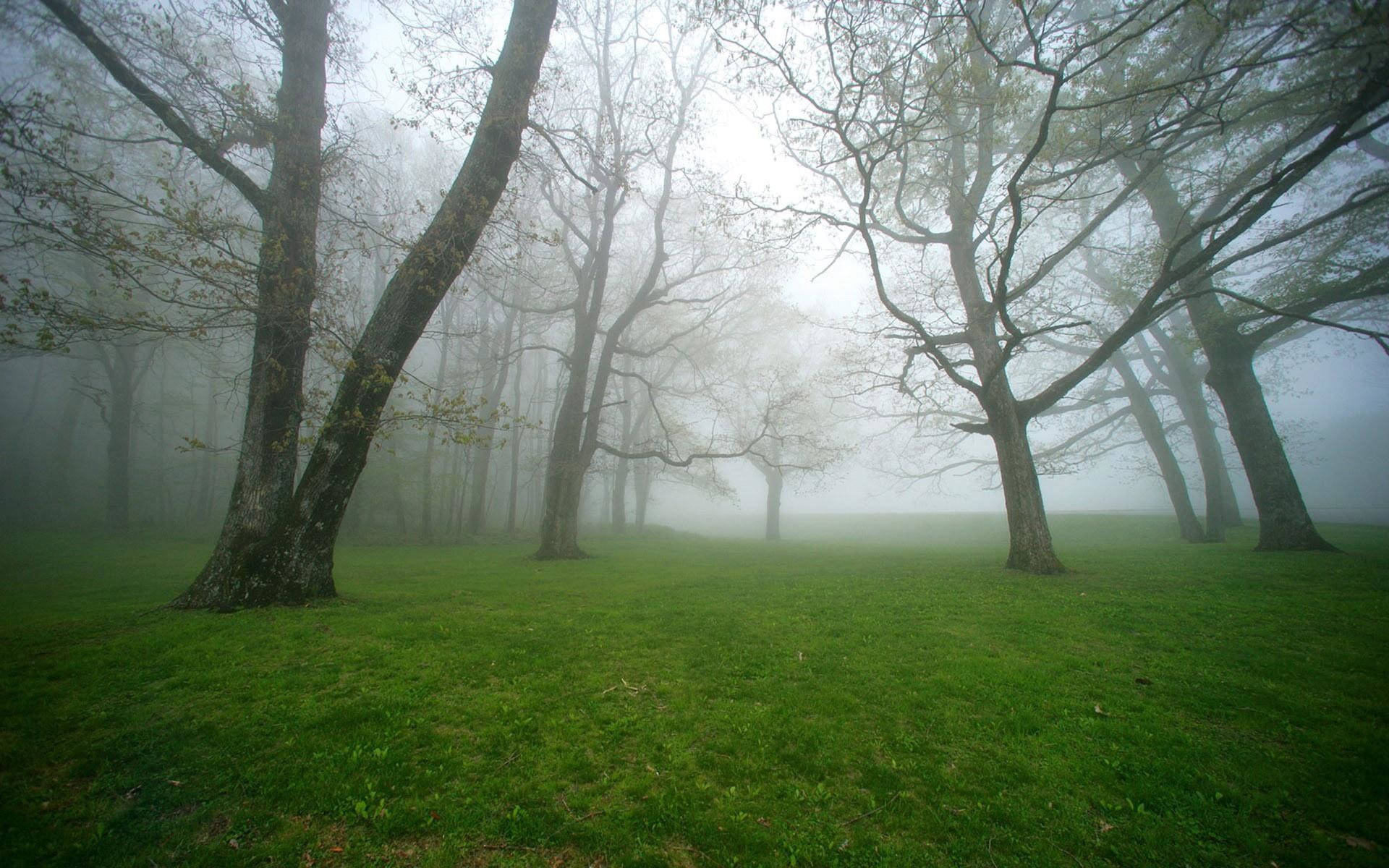 Foggy Forest Trees And Open Space Background