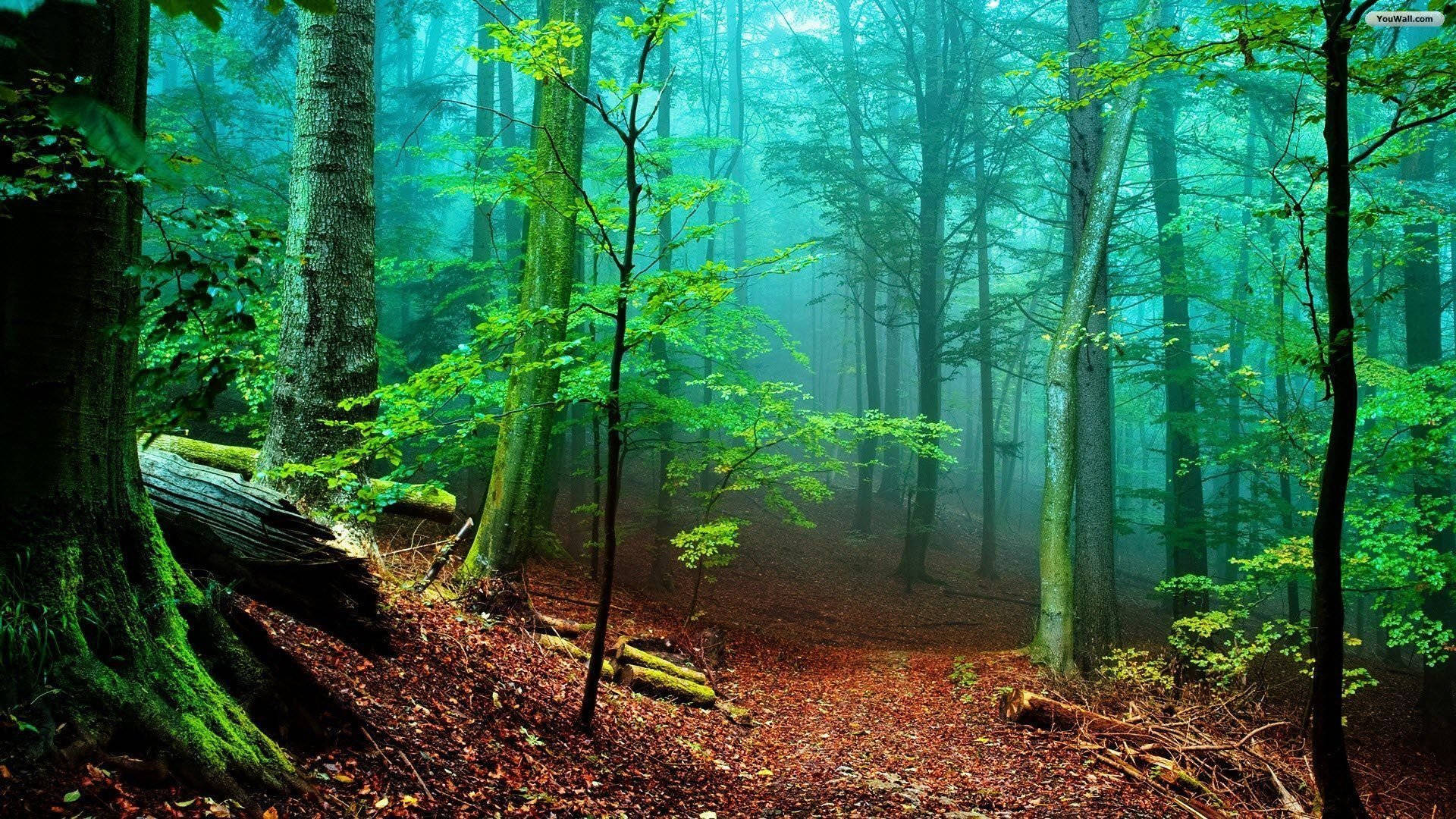 Foggy Forest View Background