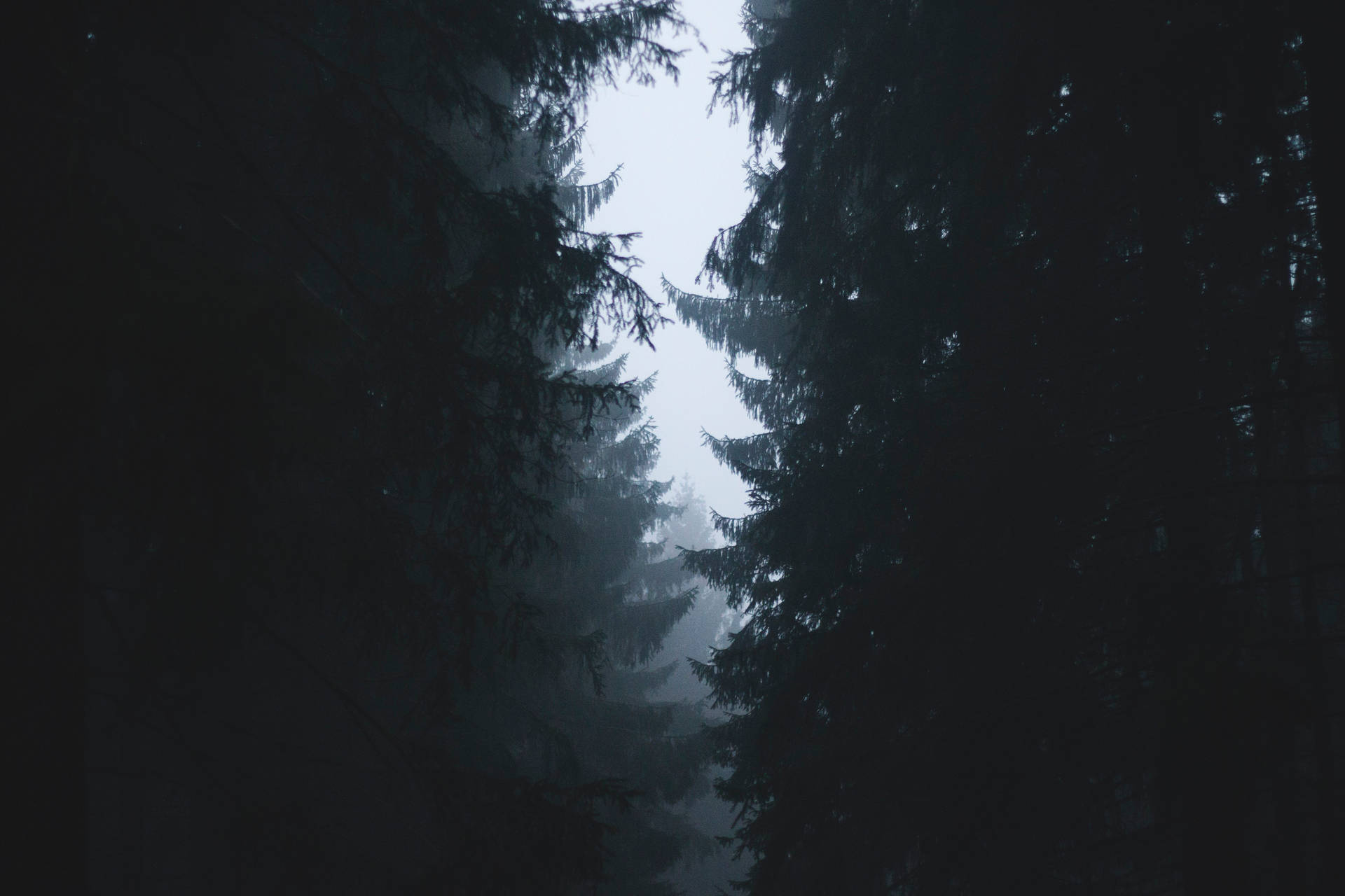 Foggy Forest With Dark Pine Trees