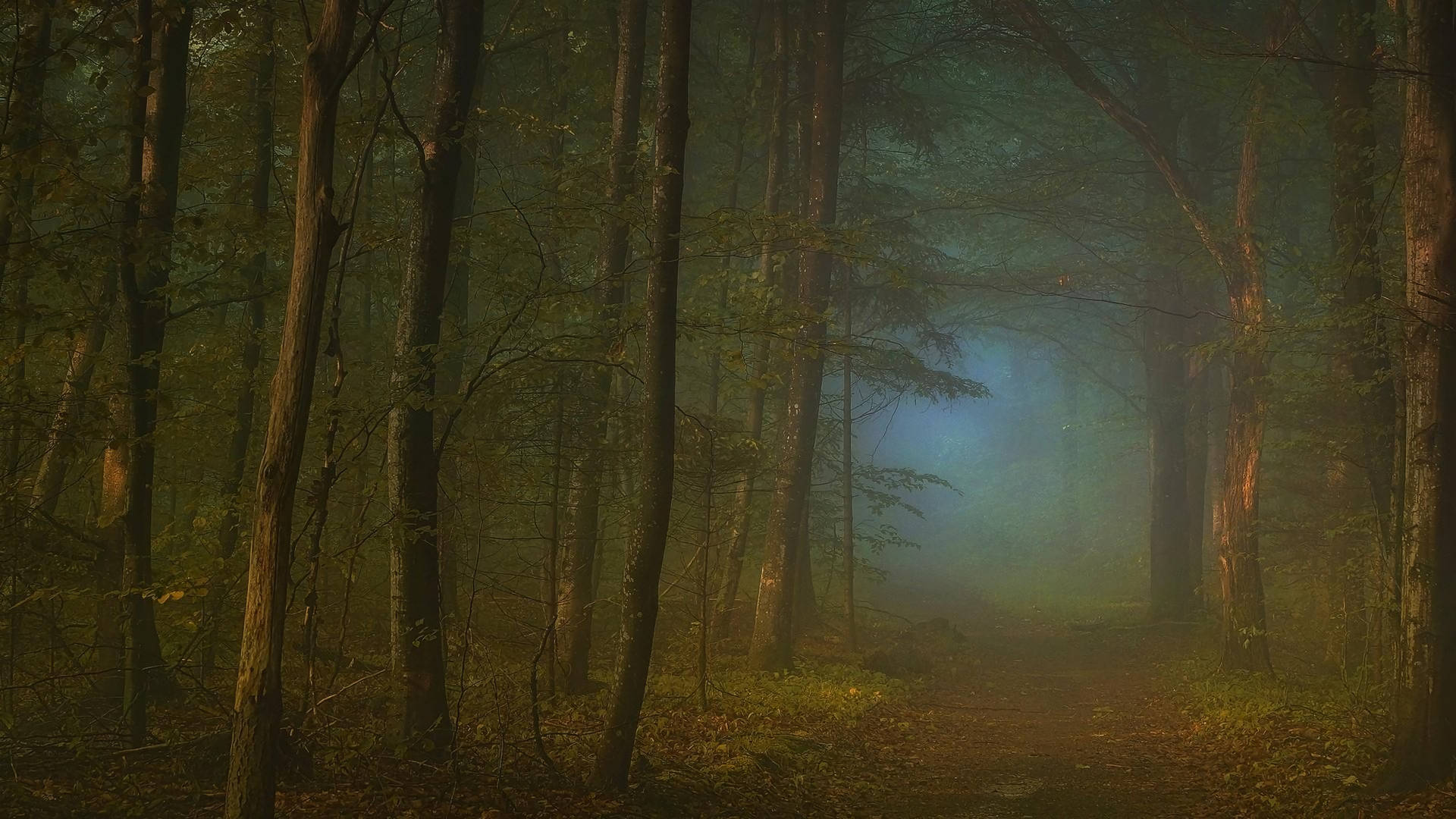 Foggy Forest With Dirt Path Background