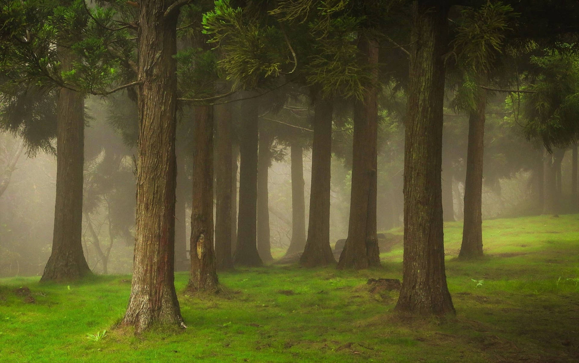 Foggy Forest With Grassy Ground Background