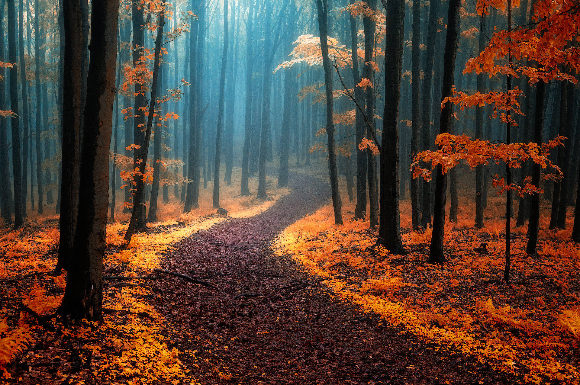 Foggy Forest With Orange Leaves Background