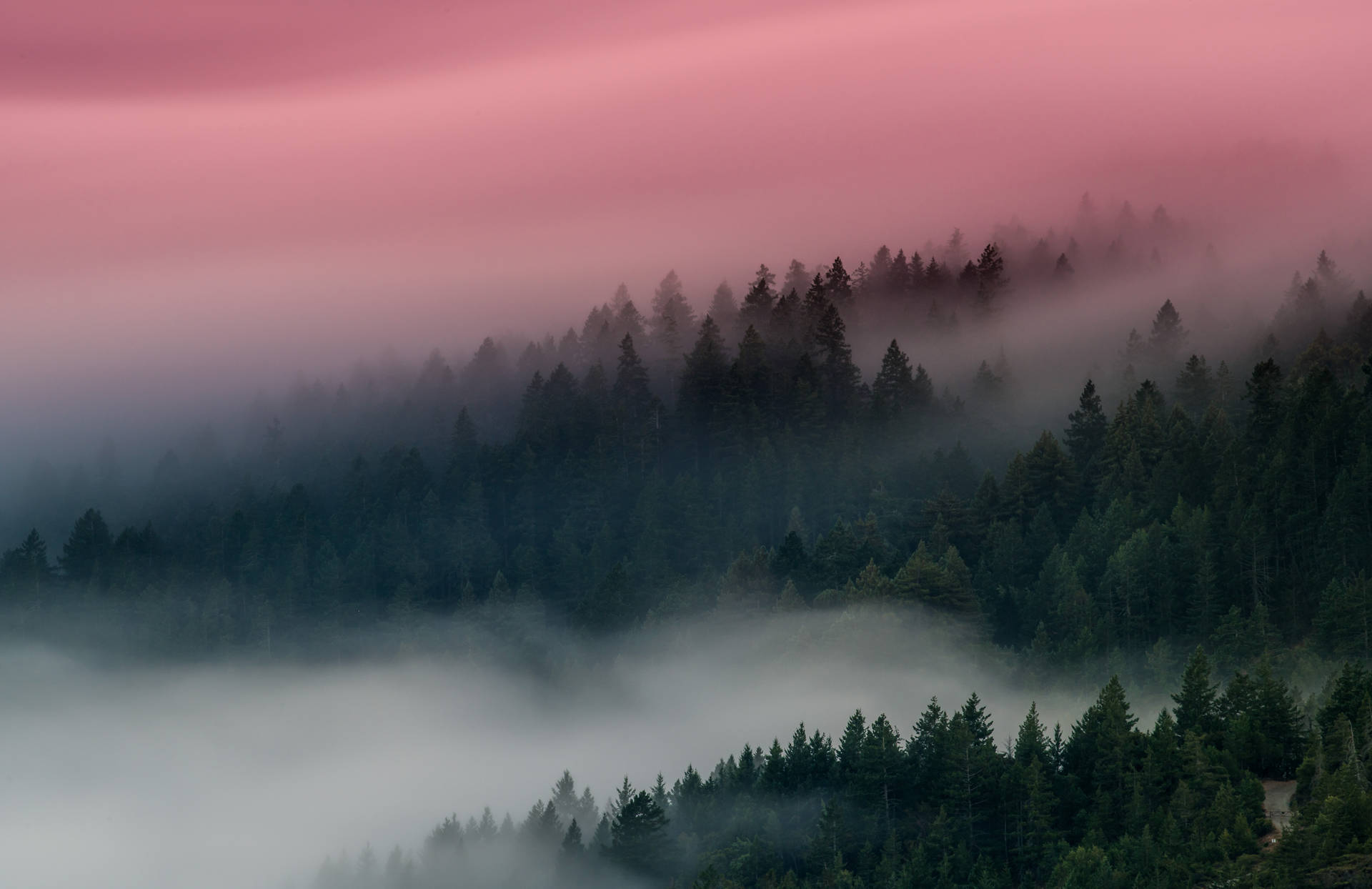 Foggy Forest With Pink Sky