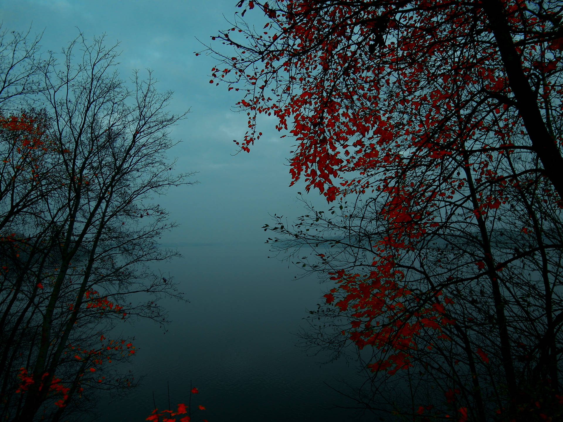 Foggy Forest With Red Leaves Background