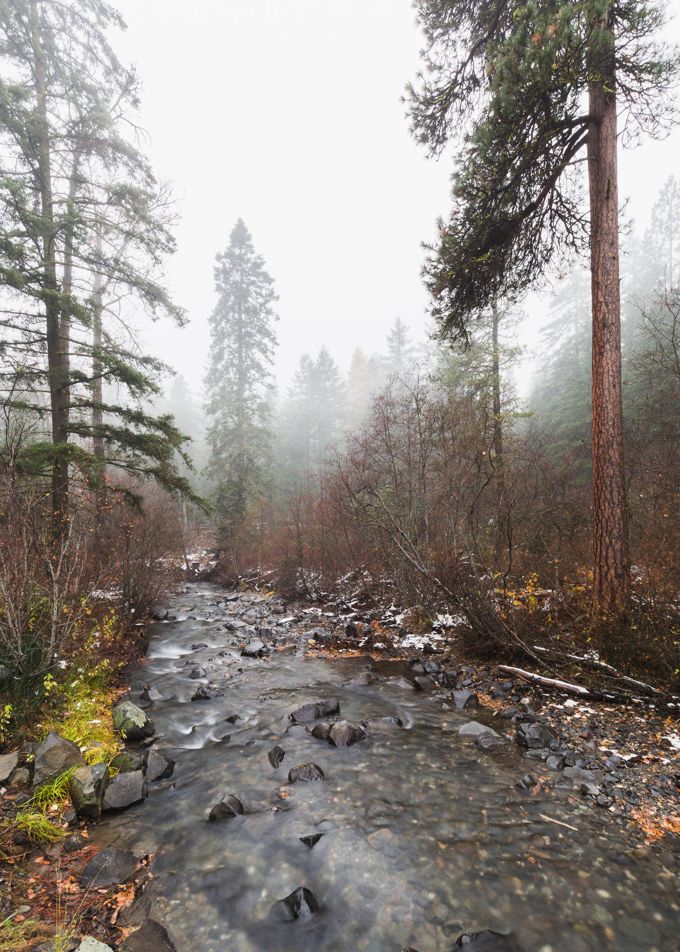 Foggy Forest With Rocky Stream Background