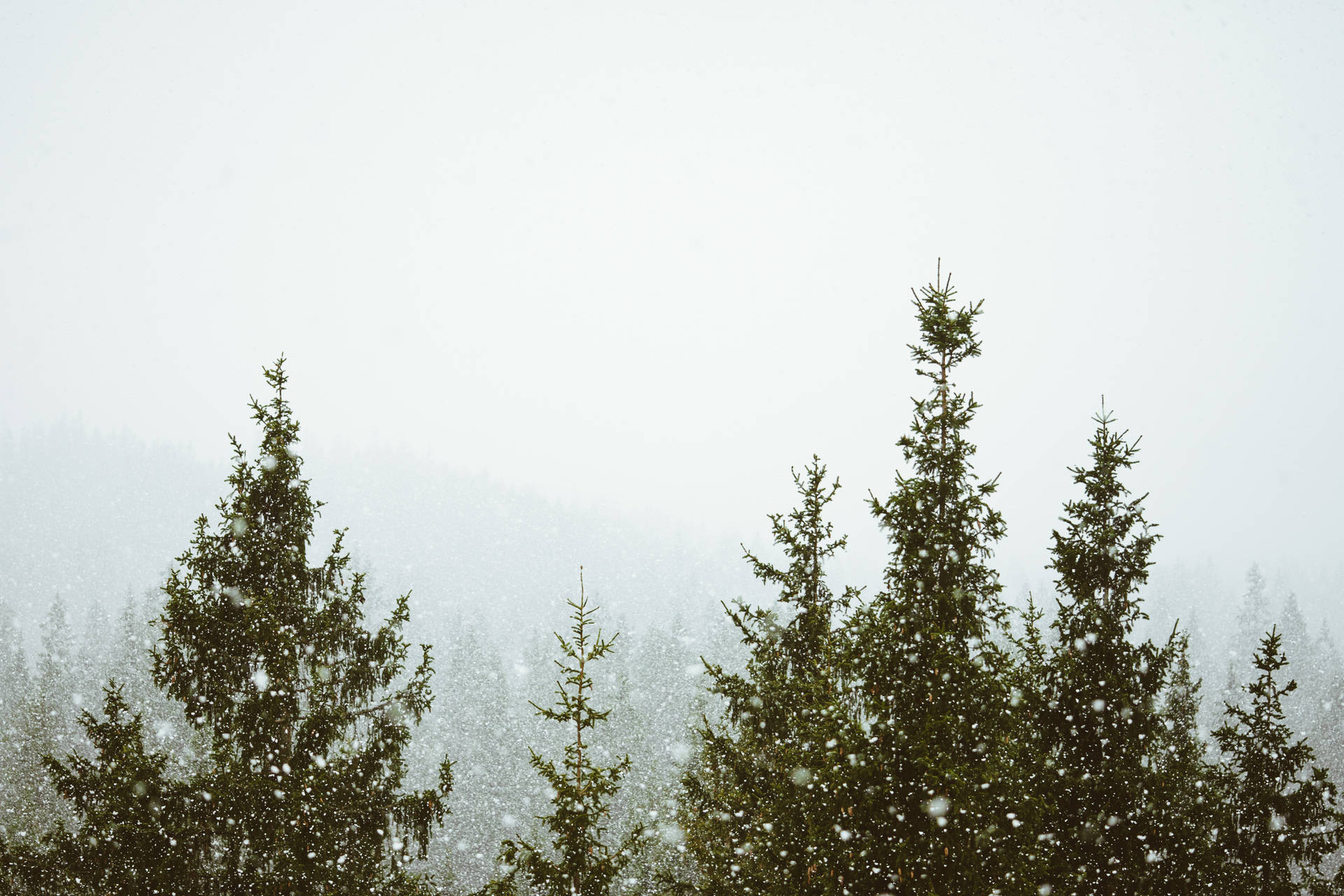 Foggy Forest With Snow Fall Background