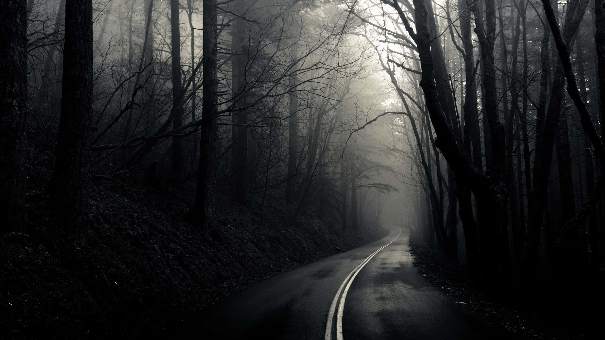 Foggy Forests Evoke A Dark And Depressing Mood