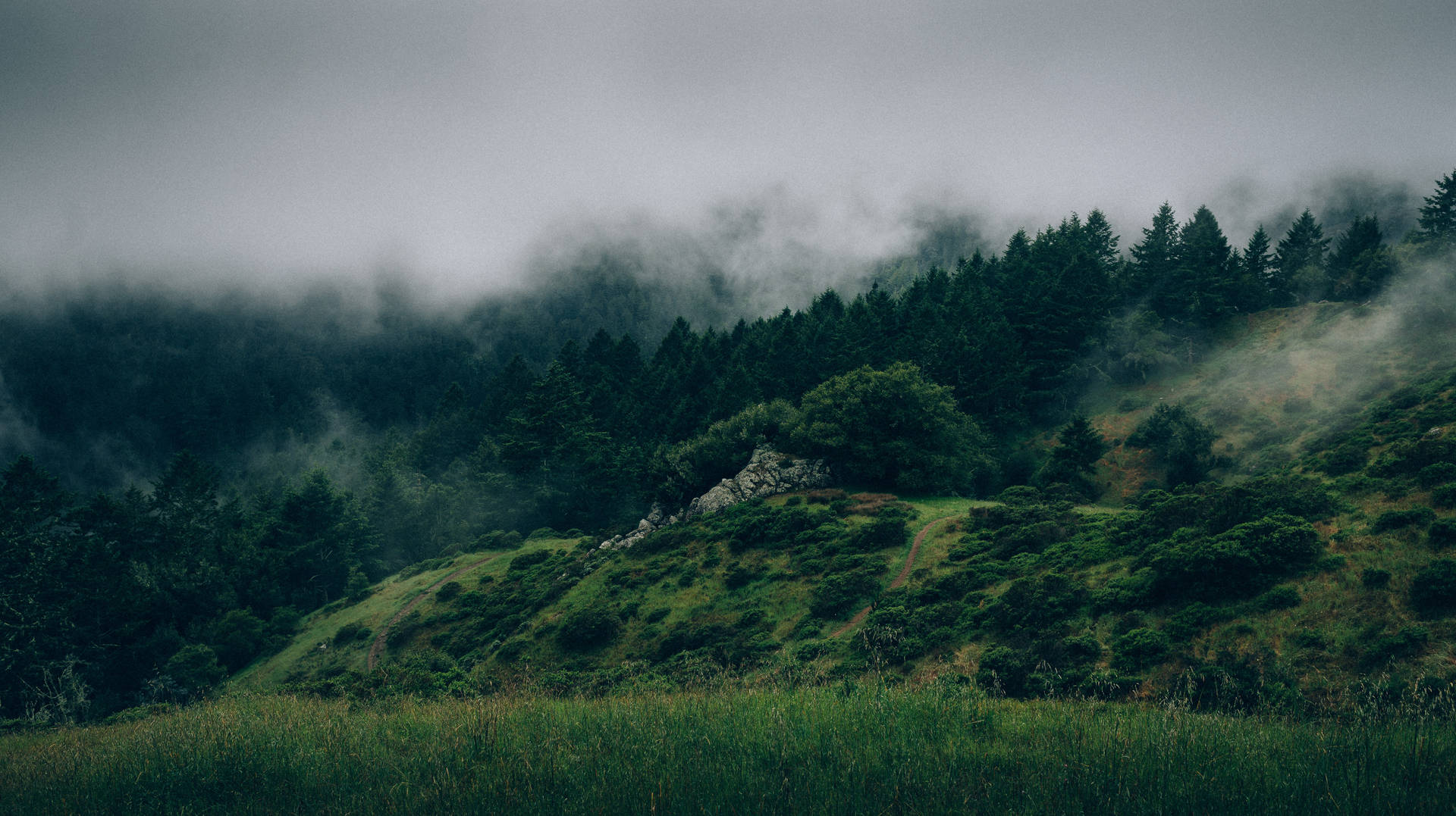Foggy Hillside Forest Background