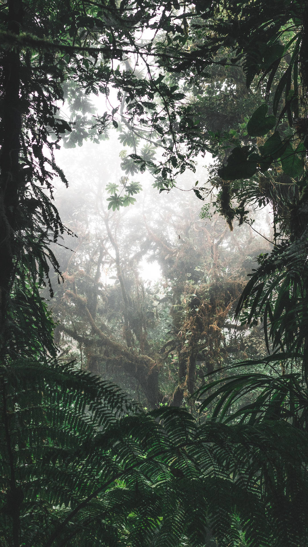 Foggy Jungle Iphone Background