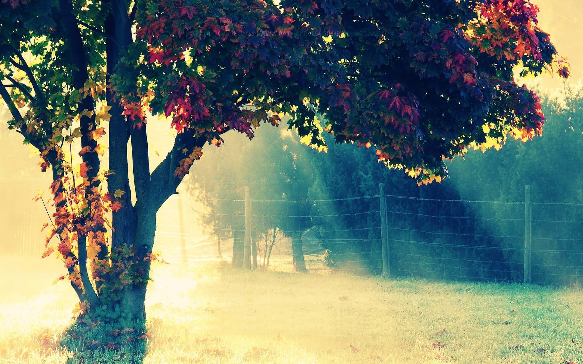 Foggy Morning Tumblr Laptop Background
