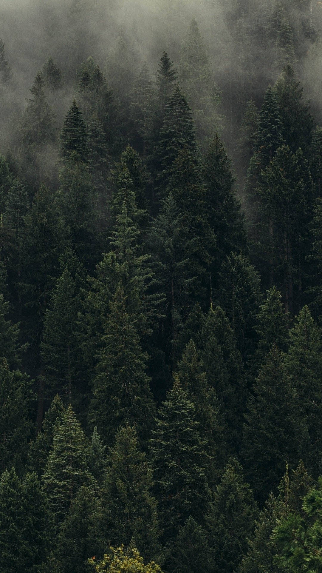 Foggy Pine Forest Iphone Background