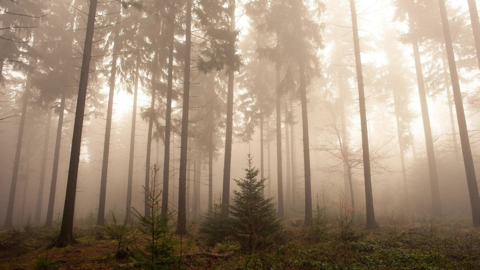 Foggy Redwood Forest Background