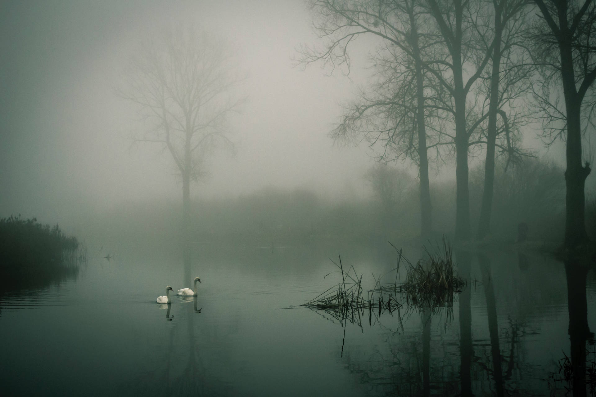Foggy River View Background