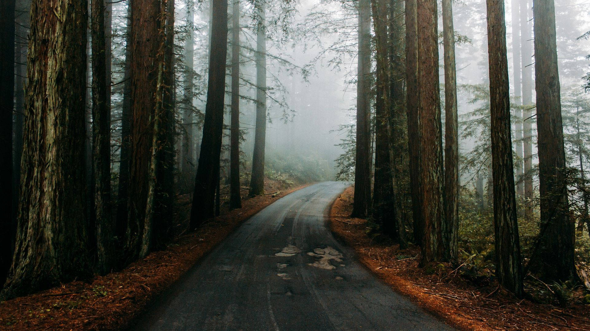 Foggy Road In The Redwood Forest Background