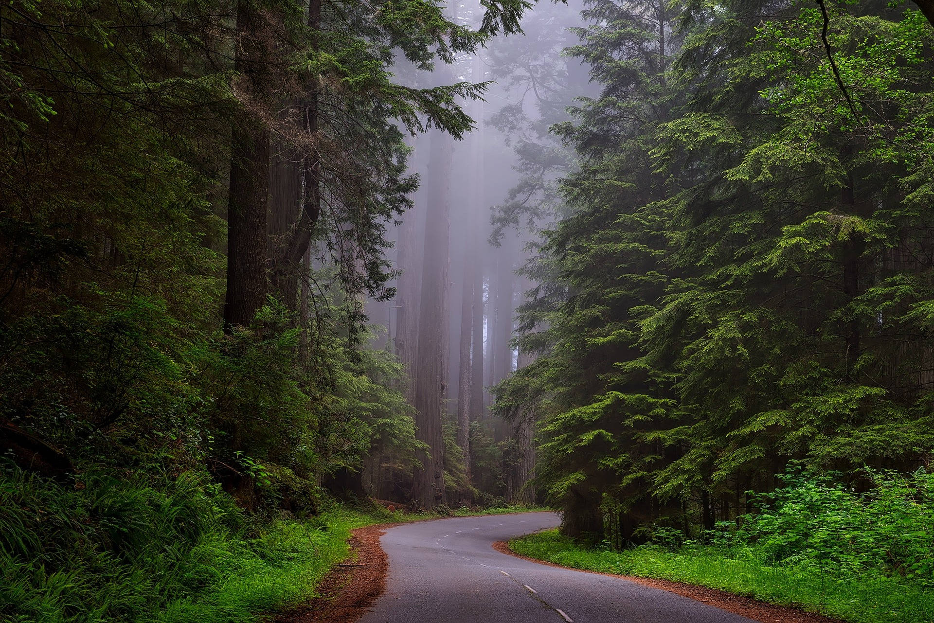 Foggy Road In The Woods