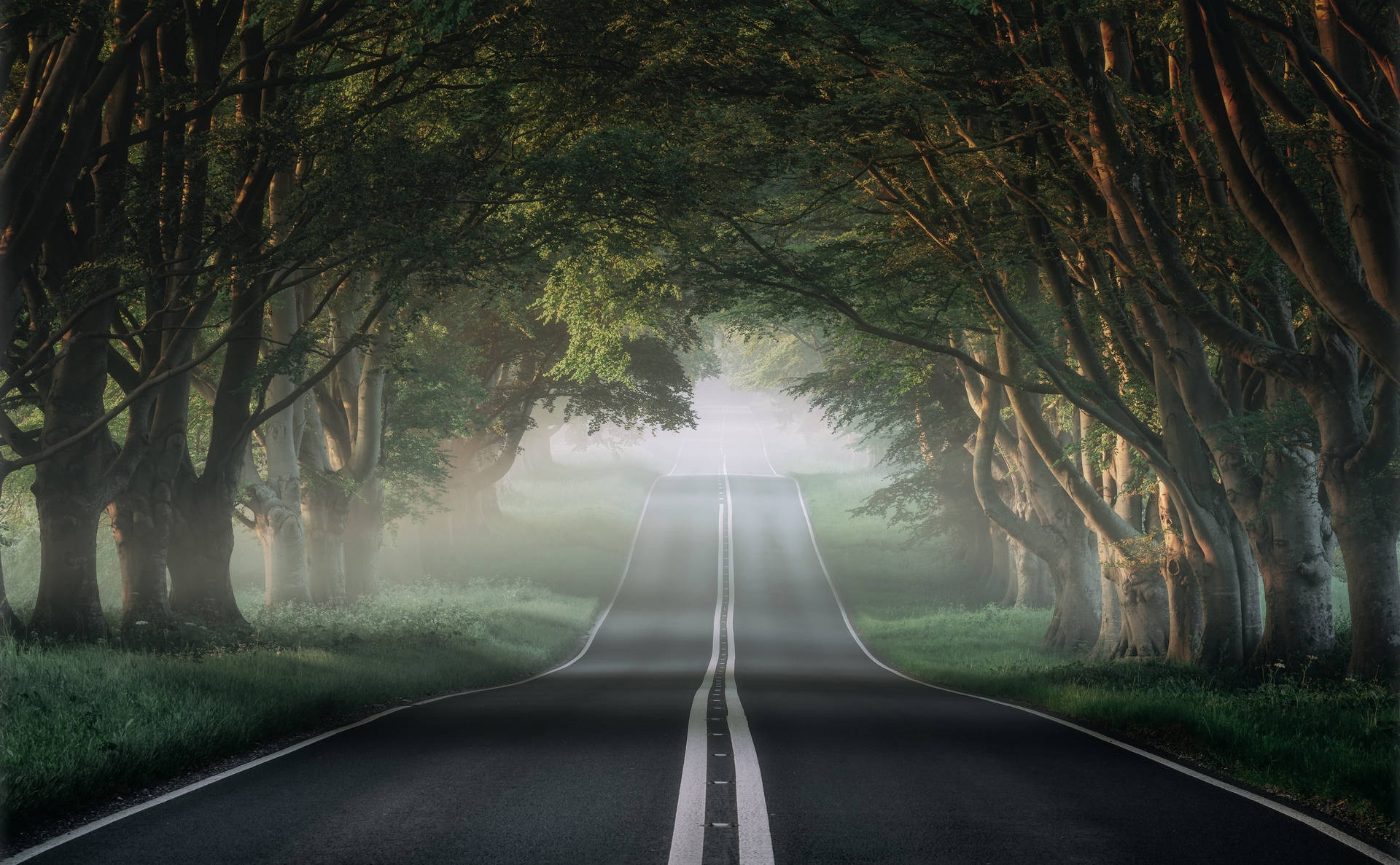 Foggy Road With Trees Hotmail Background