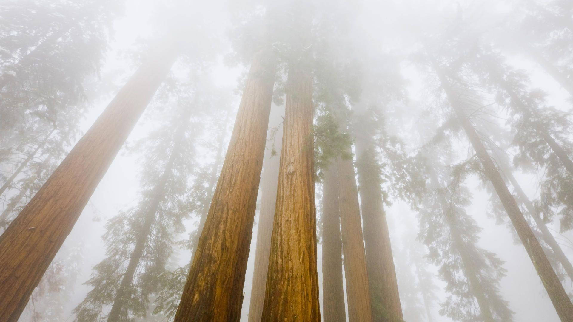 Foggy Sequoia National Park Background