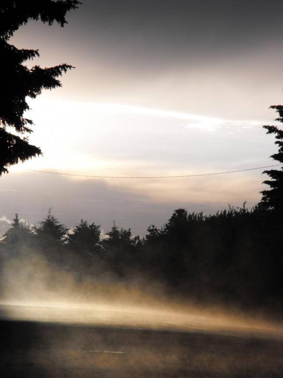 Foggy Shot Of Dark Forest Iphone Background