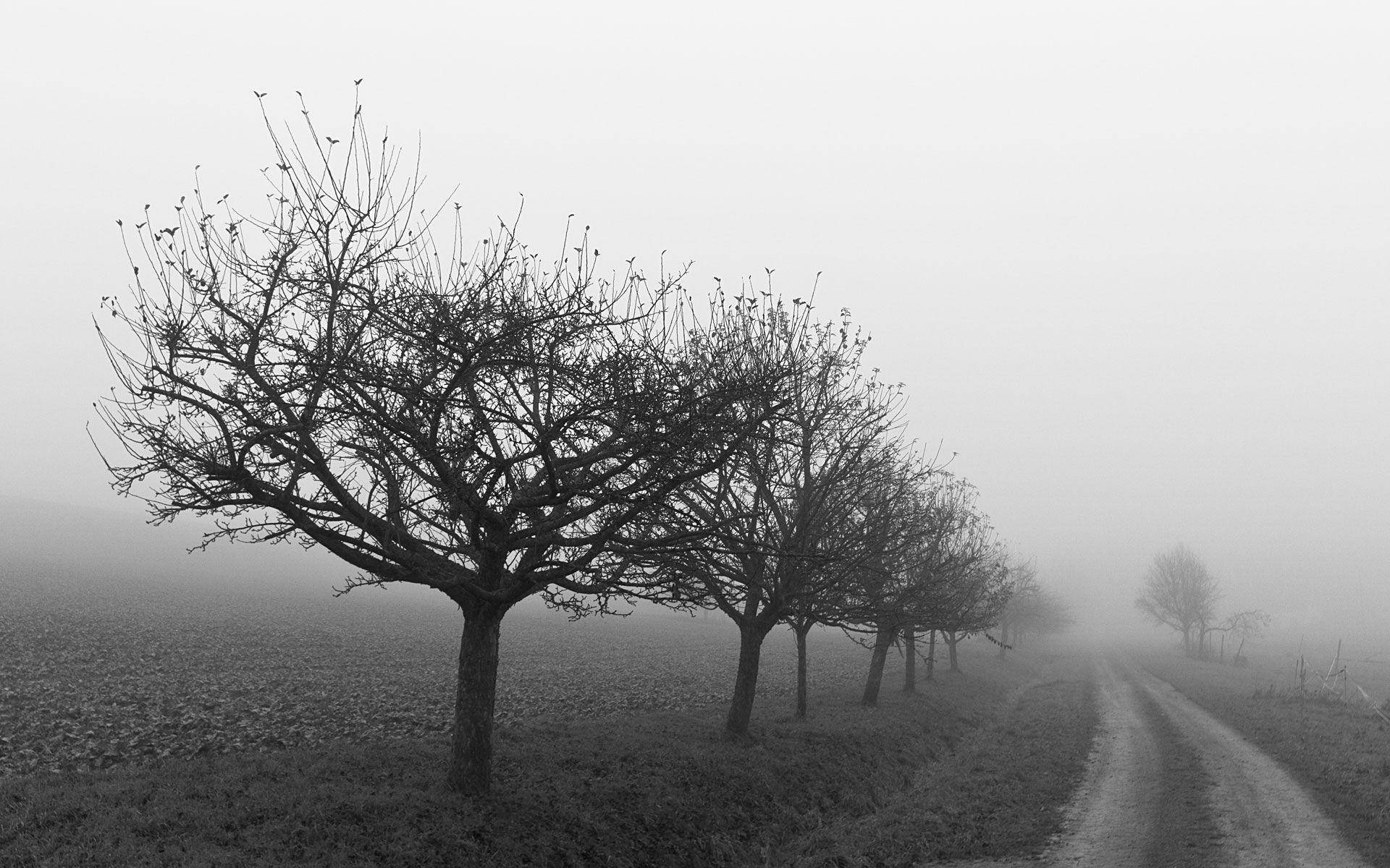 Foggy Tree Line Depression Background