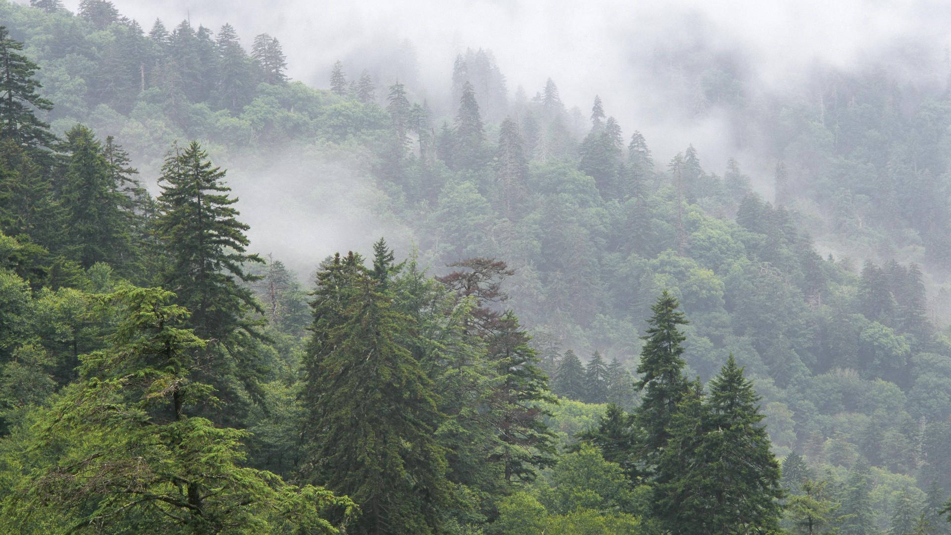 Foggy Trees On Smoky Mountains Background