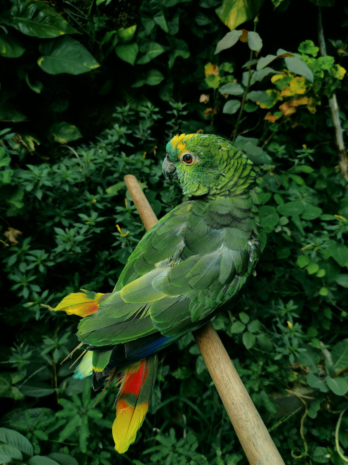 Foliage Green Parrot Hd Background