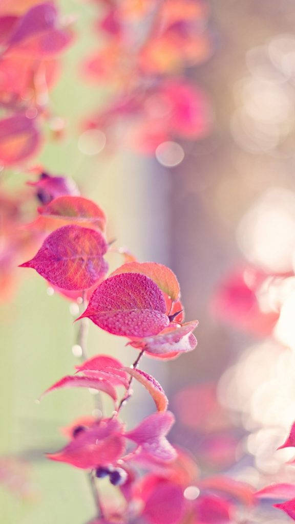 Foliage Pink Iphone Background