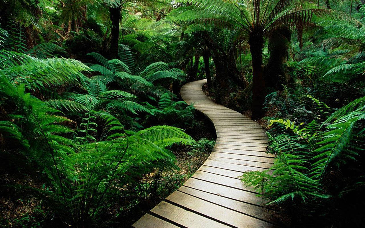 Follow The Mystic Wooden Pathway In The Jungle