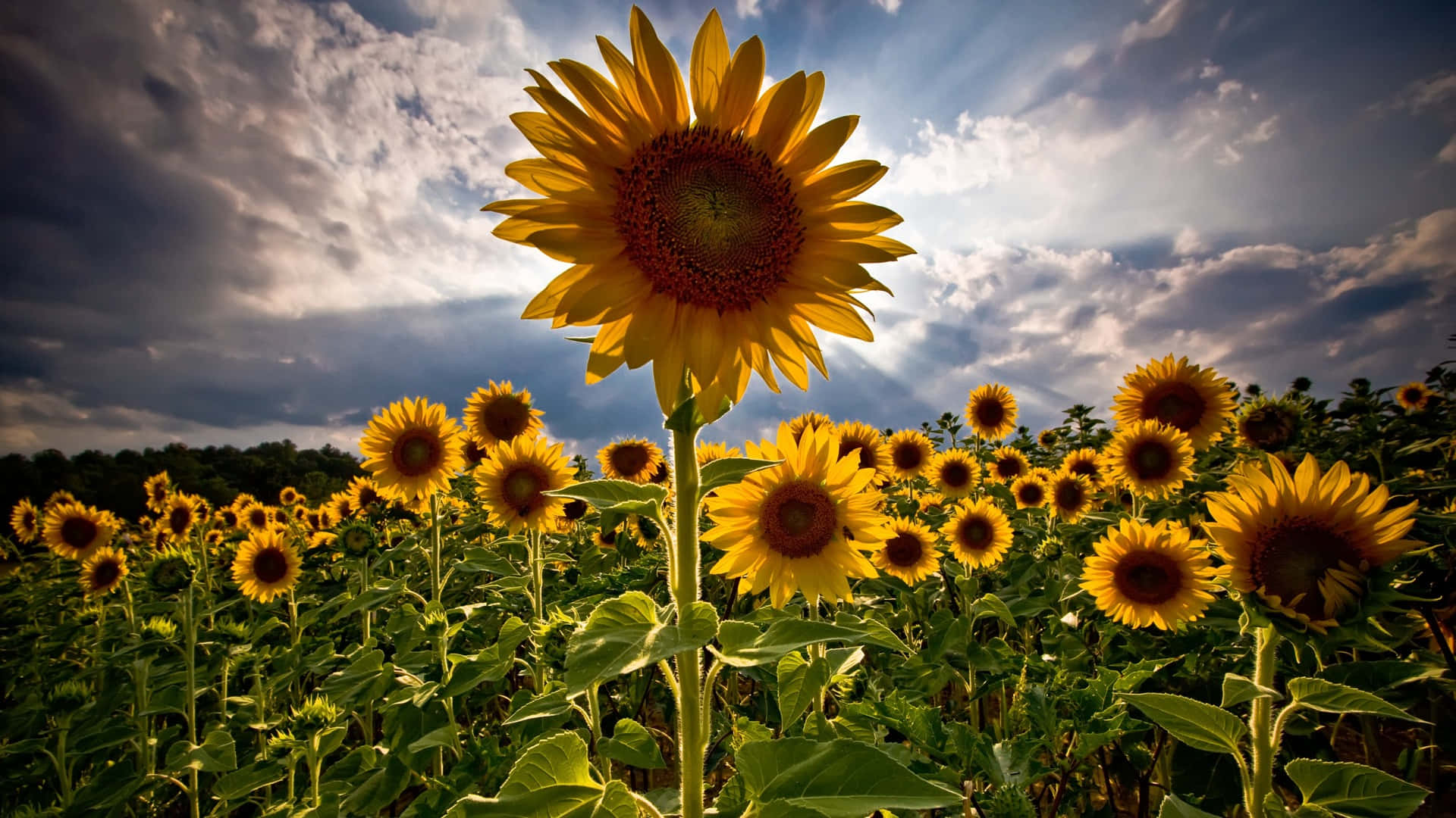 Following Sunflowers Background