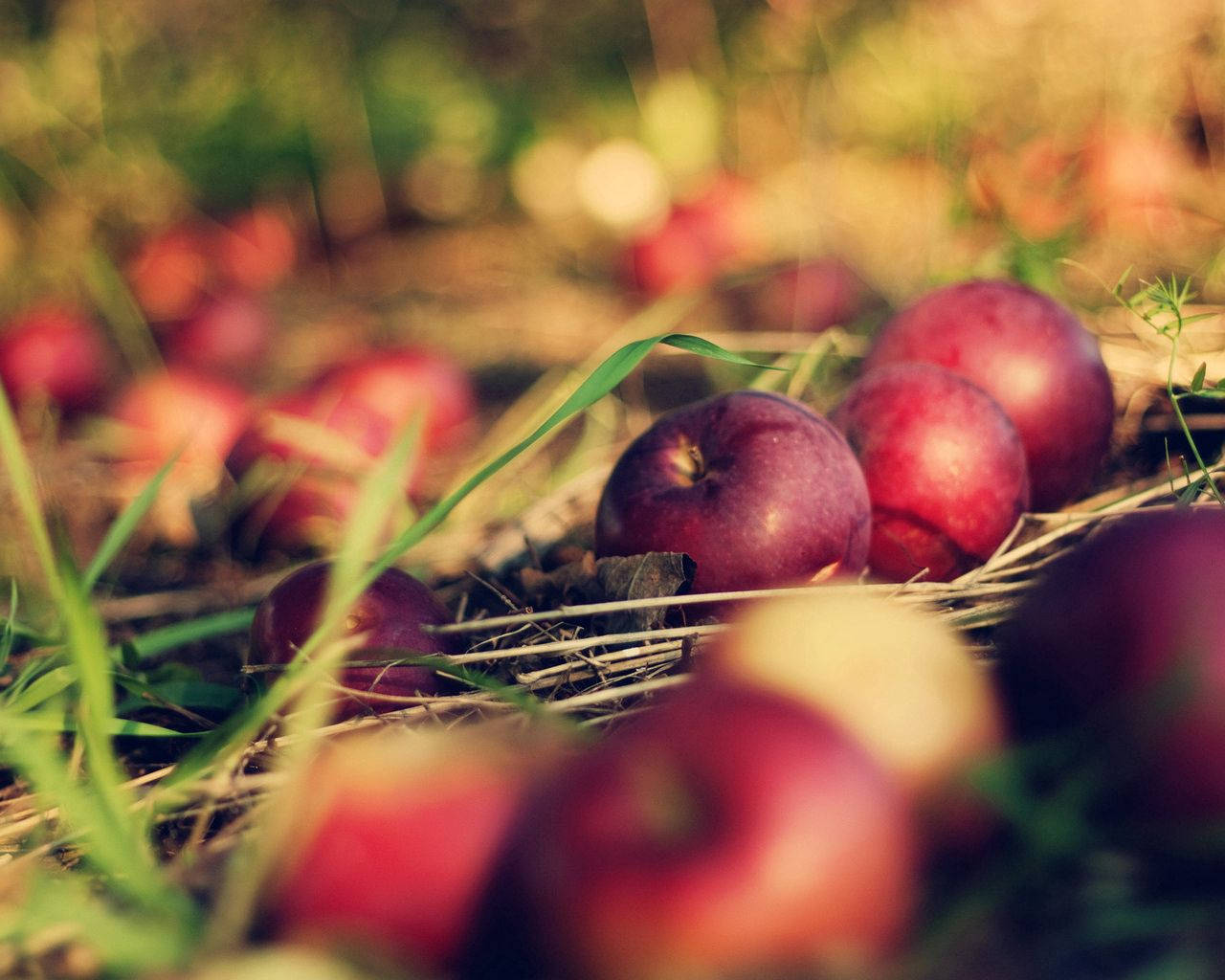 Food Apples On Ground