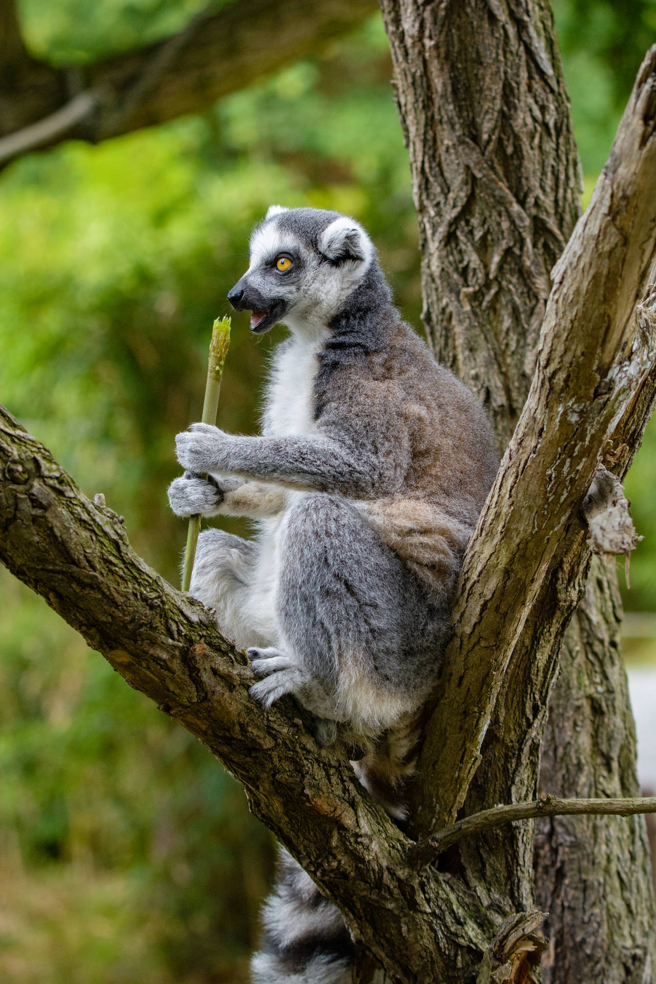 Food Snacking Lemur Background