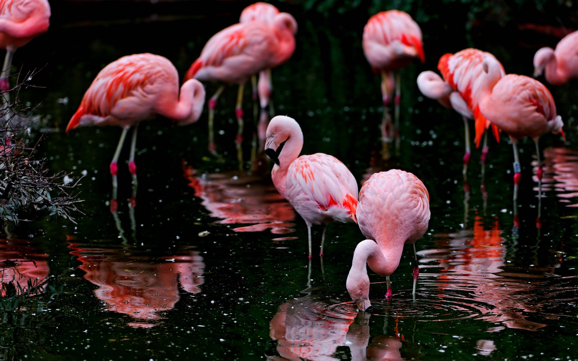 Foraging Flock Of Pink Flamingos Background