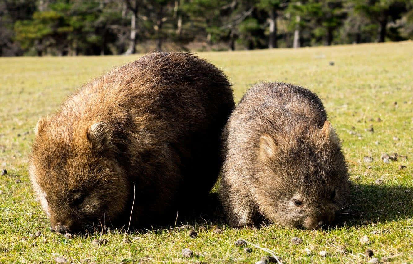 Foraging Wombatsin Grassland Background